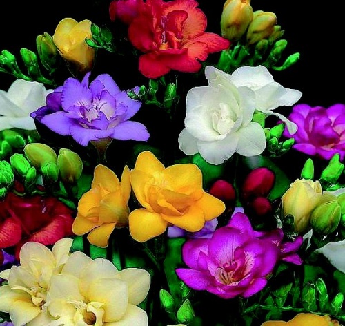 Freesia Bulbs -  Double Mixed